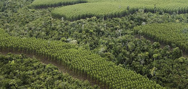 new_generation_plantatio_wwf